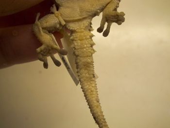 Media type: image;   Herpetology R-183771